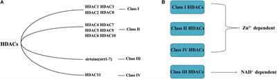 The Role of HDACs and HDACi in Cartilage and Osteoarthritis